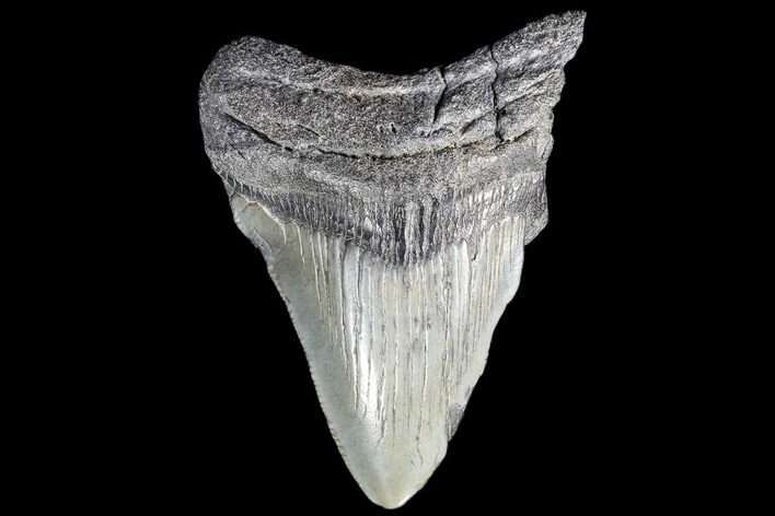 Partial, Fossil Megalodon Tooth #89031